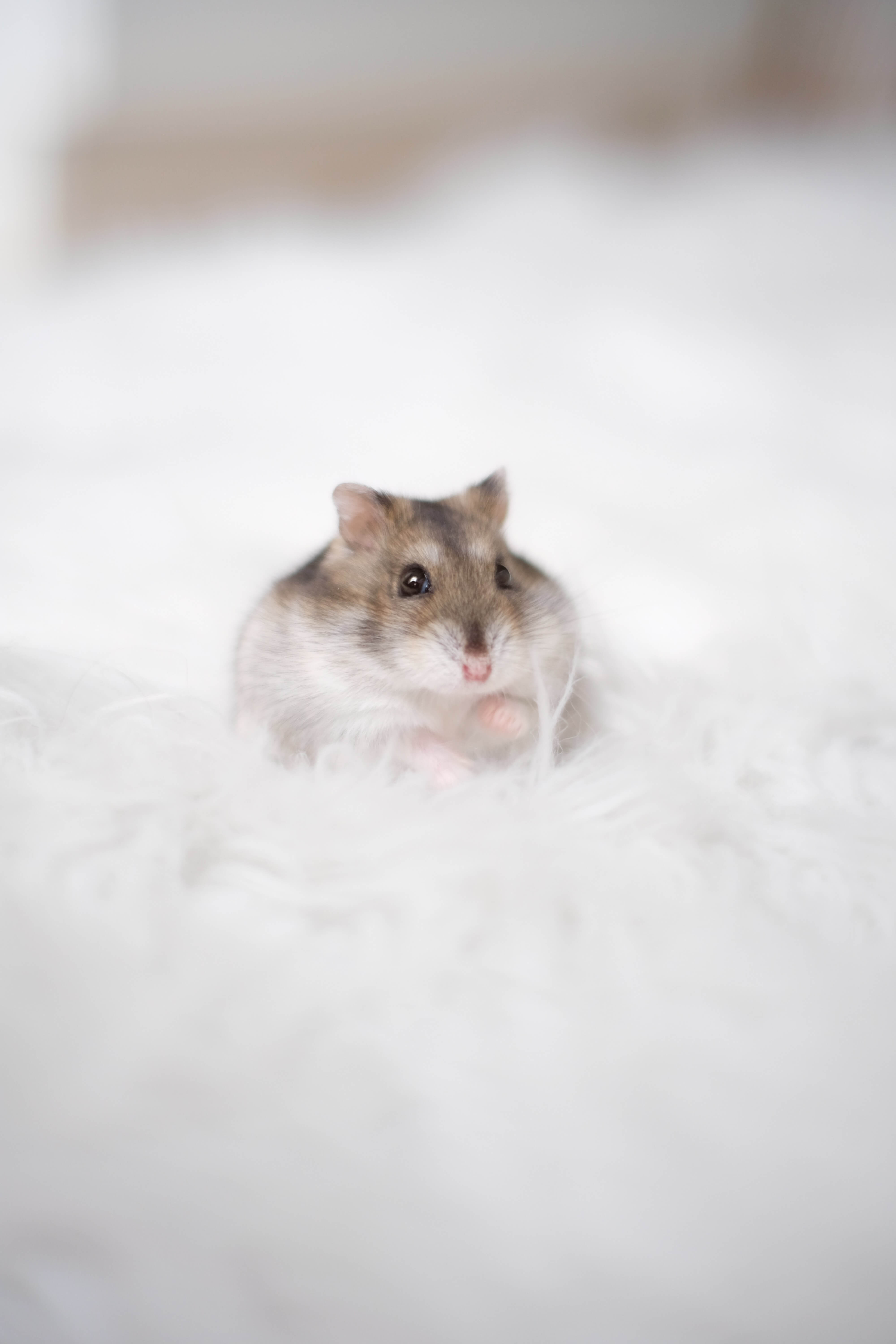 かわいいハムスター