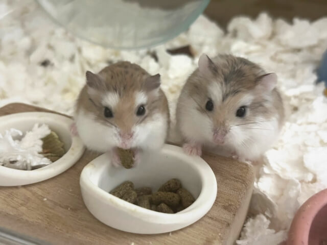 れんくんたち