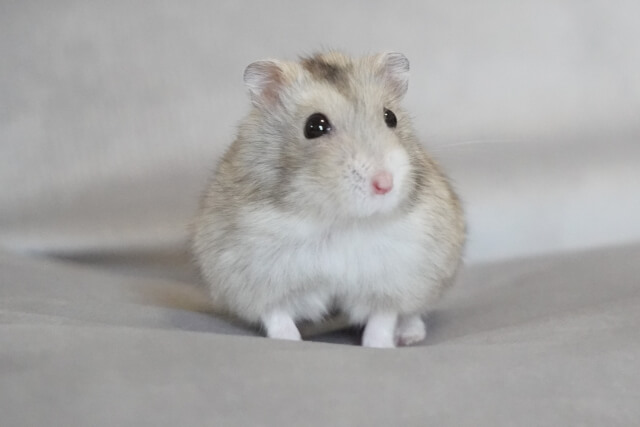 はくくん