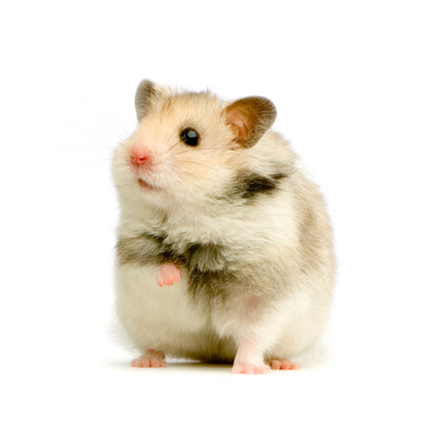 あくあちゃん