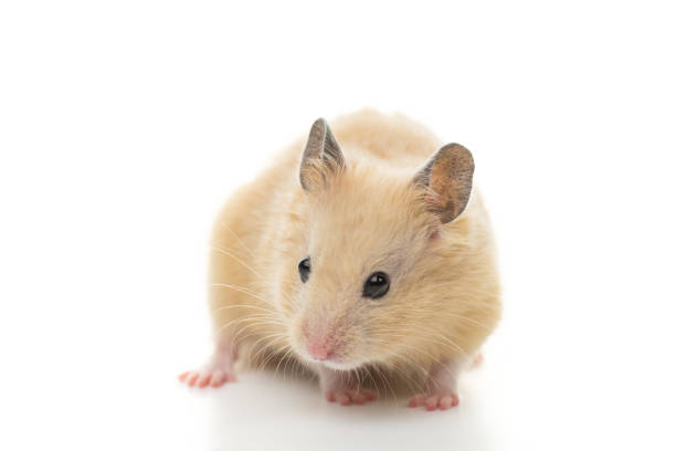 ここちゃん