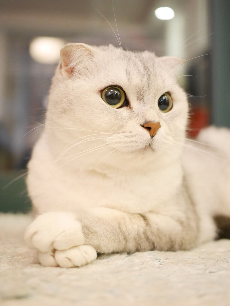 ちょこの画像
