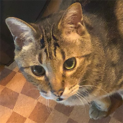 りゅう