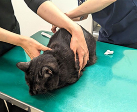 黒い猫