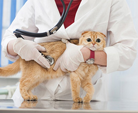 白い猫