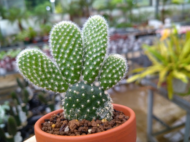 バニーカクタスの画像
