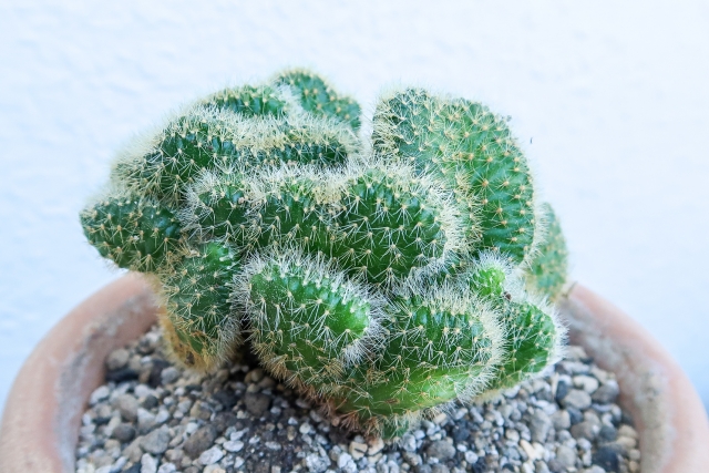 セレウス・ペルヴィアナスの画像
