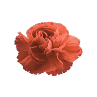 カーネーションの花
