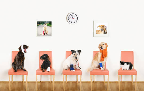 犬の写真