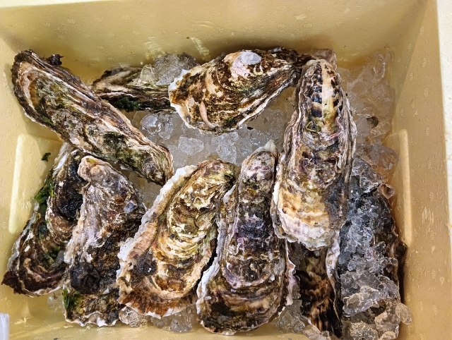 厳選した牡蠣