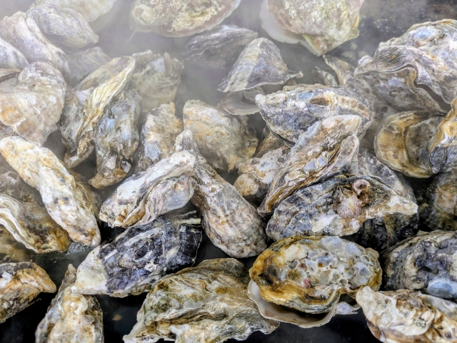 choice-oyster