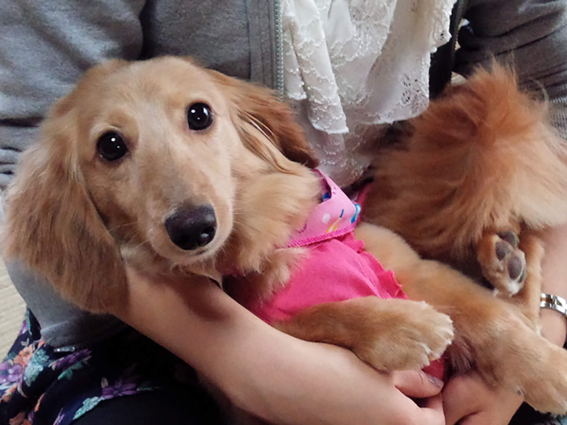 愛犬の大きな写真