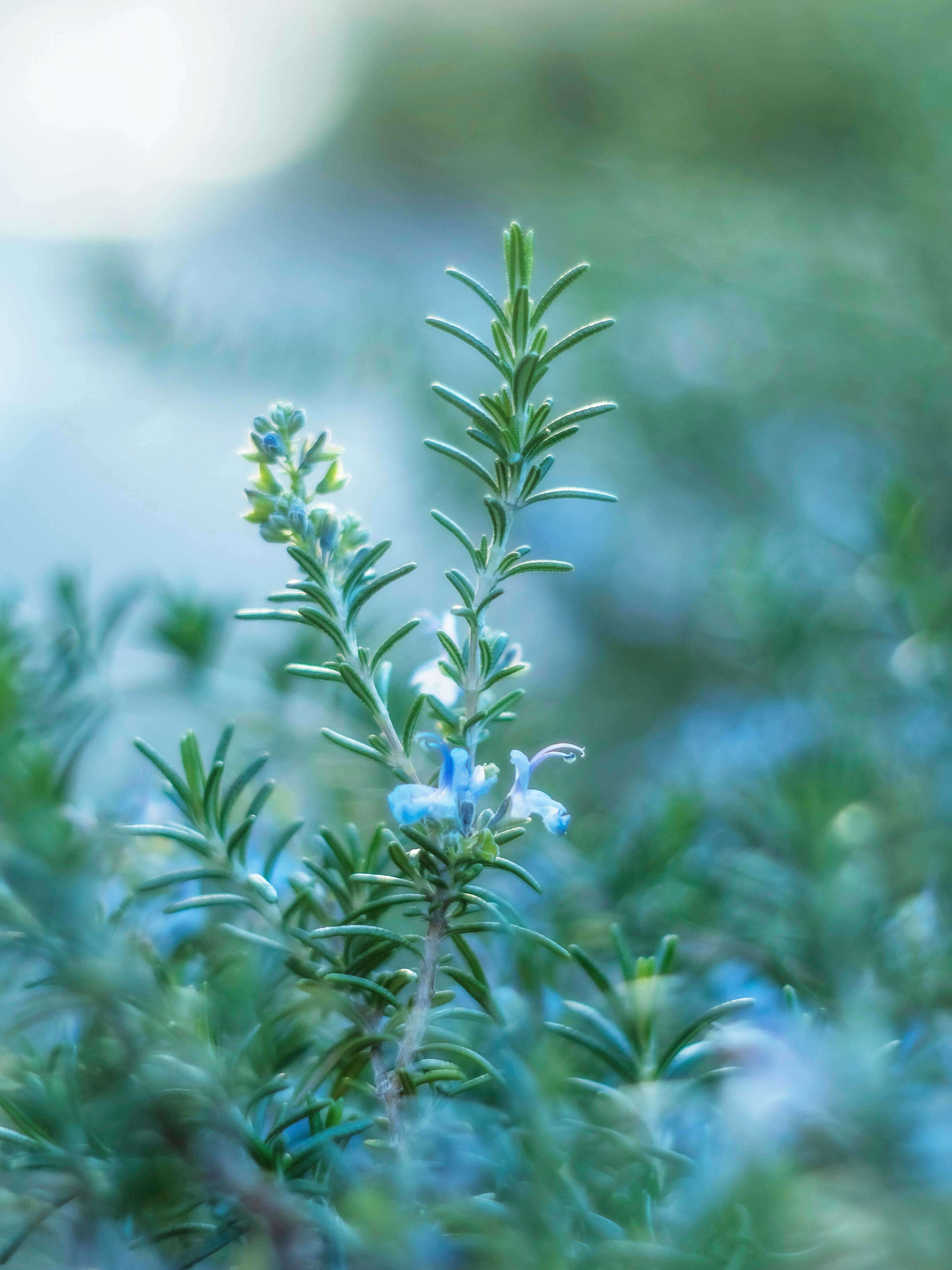 rosemary