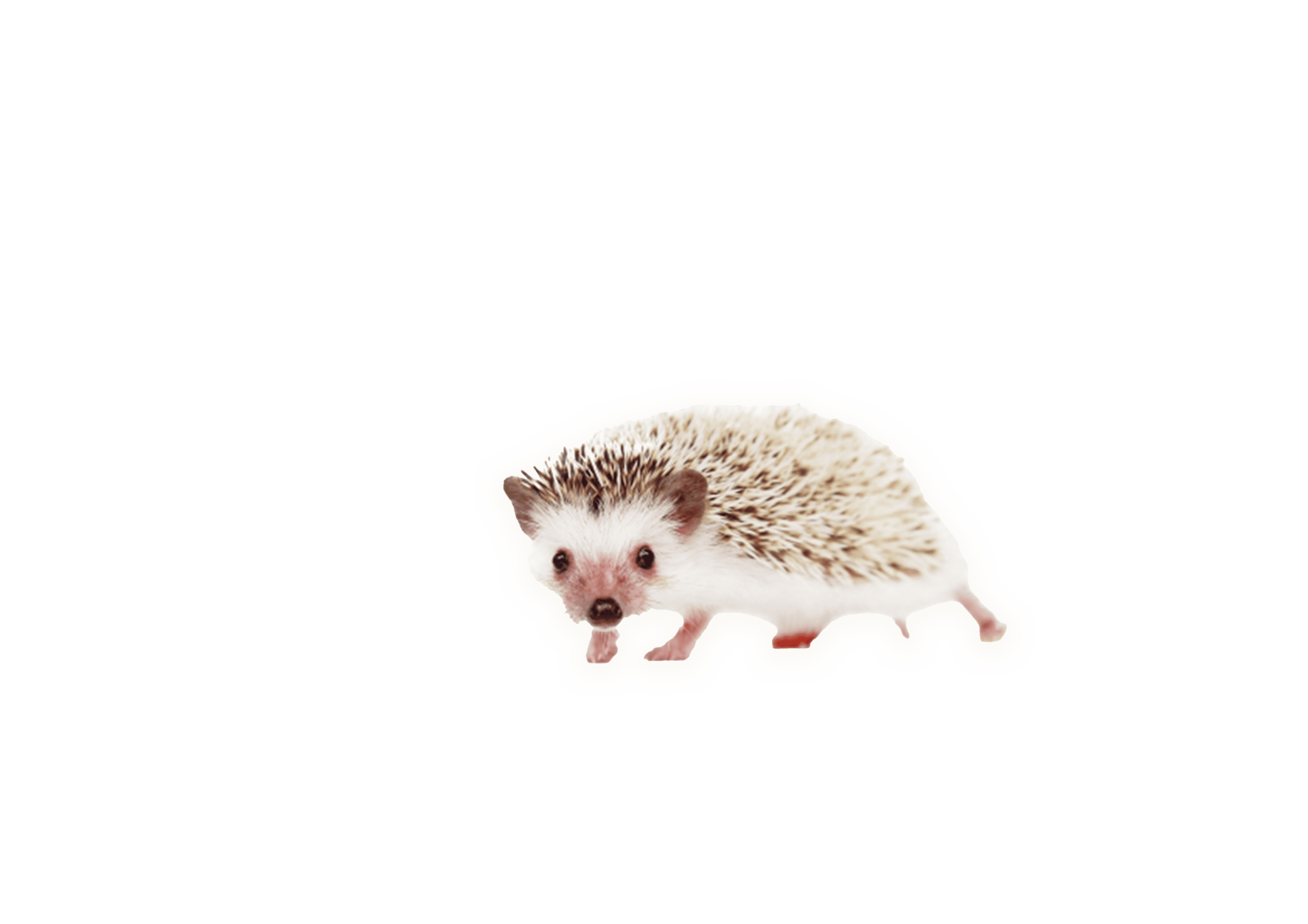 装飾
