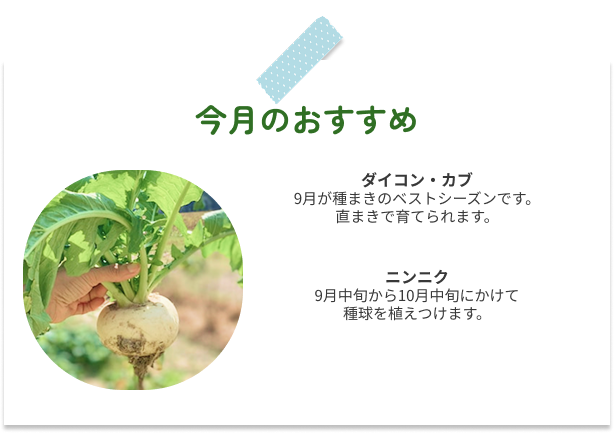今月のおすすめ。ダイコン・カブとニンニクの植え付け時期を紹介