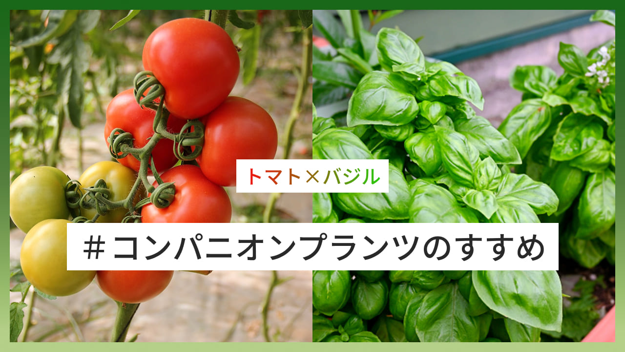 野菜収穫体験会のお知らせ
